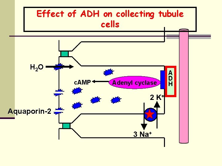 Effect of ADH on collecting tubule cells H 2 O c. AMP Aquaporin-2 Adenyl