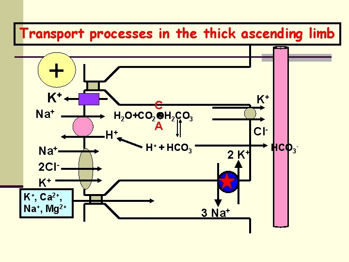 Transport processes in the thick ascending limb + K+ Na+ K+, Ca 2+, Na+,
