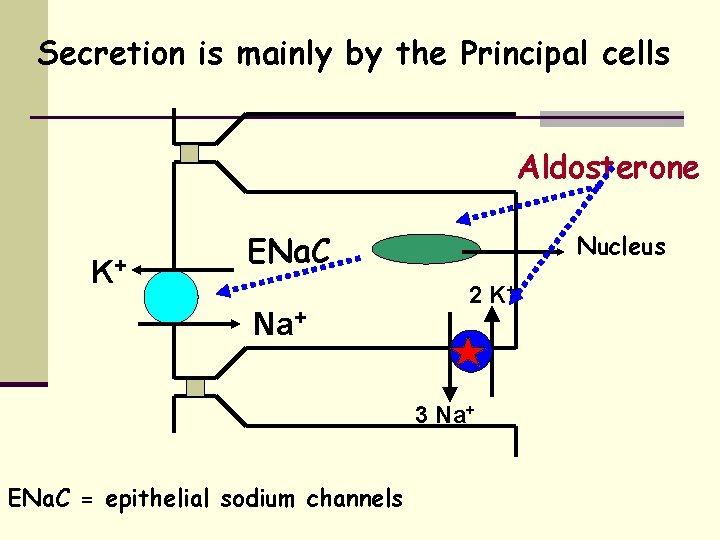 Secretion is mainly by the Principal cells Aldosterone K+ ENa. C Na+ Nucleus 2