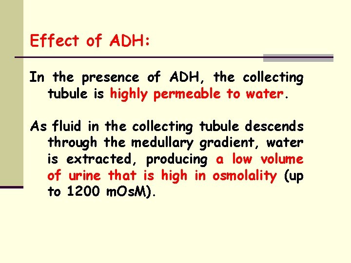 Effect of ADH: In the presence of ADH, the collecting tubule is highly permeable