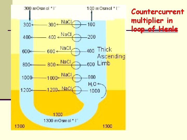 Countercurrent multiplier in loop of Henle 