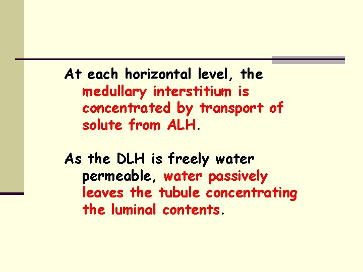 At each horizontal level, the medullary interstitium is concentrated by transport of solute from
