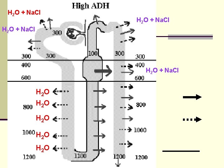 H 2 O + Na. Cl H 2 O H 2 O 