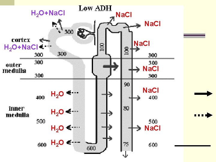 H 2 O+Na. Cl H 2 O+Na. Cl H 2 O H 2 O