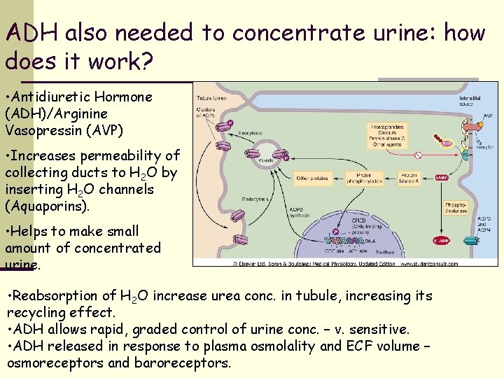 ADH also needed to concentrate urine: how does it work? • Antidiuretic Hormone (ADH)/Arginine