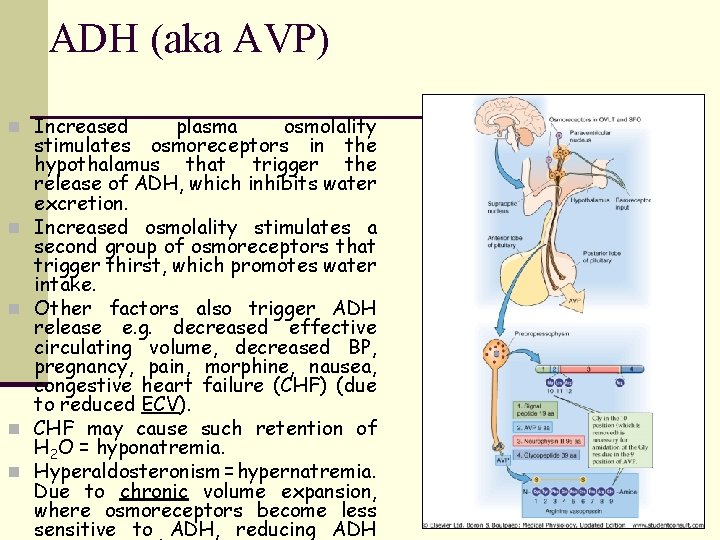 ADH (aka AVP) n Increased n n plasma osmolality stimulates osmoreceptors in the hypothalamus