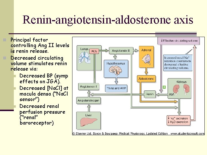 Renin-angiotensin-aldosterone axis n Principal factor controlling Ang II levels is renin release. n Decreased