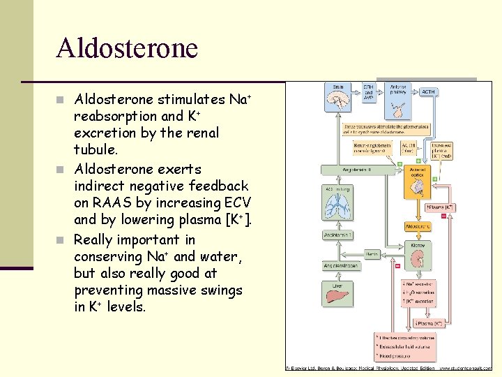 Aldosterone n Aldosterone stimulates Na+ reabsorption and K+ excretion by the renal tubule. n