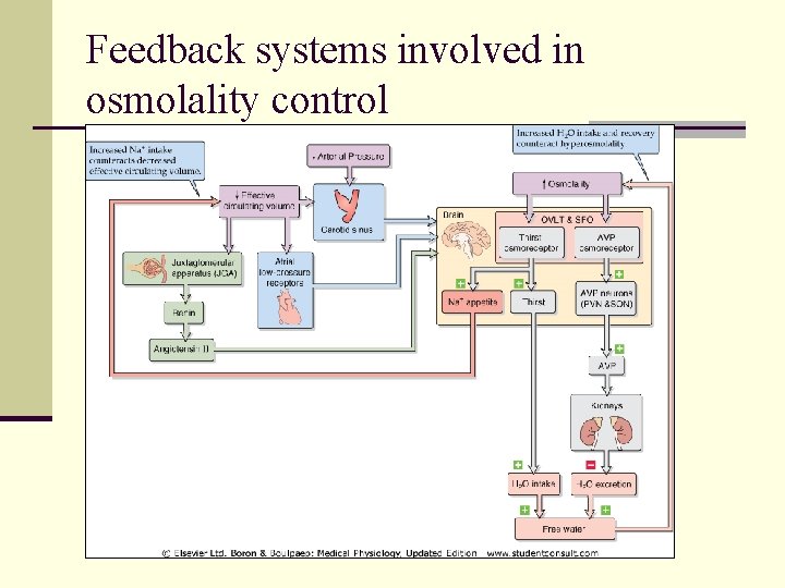 Feedback systems involved in osmolality control 