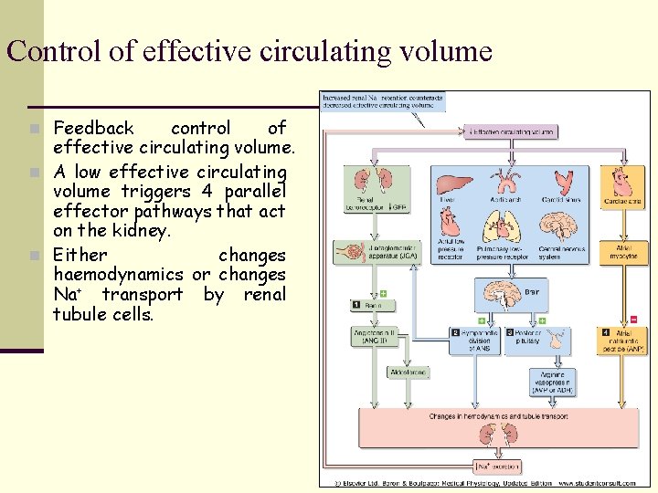 Control of effective circulating volume n Feedback control of effective circulating volume. n A