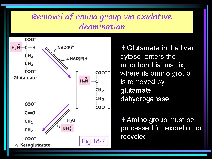 Removal of amino group via oxidative deamination Fig 18 -1 Glutamate in the liver