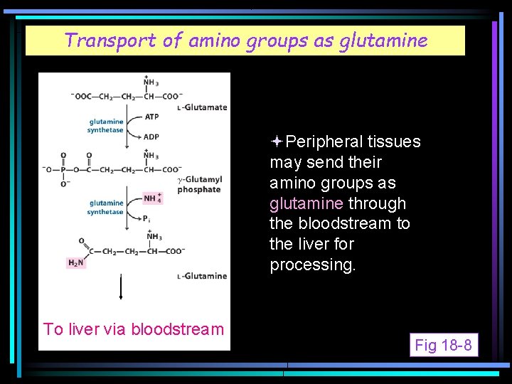 Transport of amino groups as glutamine Peripheral tissues may send their amino groups as