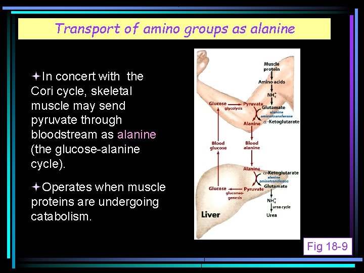 Transport of amino groups as alanine Fig 18 -1 In concert with the Cori