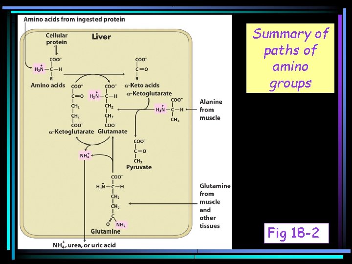 Summary of paths of Fig 18 -1 amino groups Fig 18 -2 
