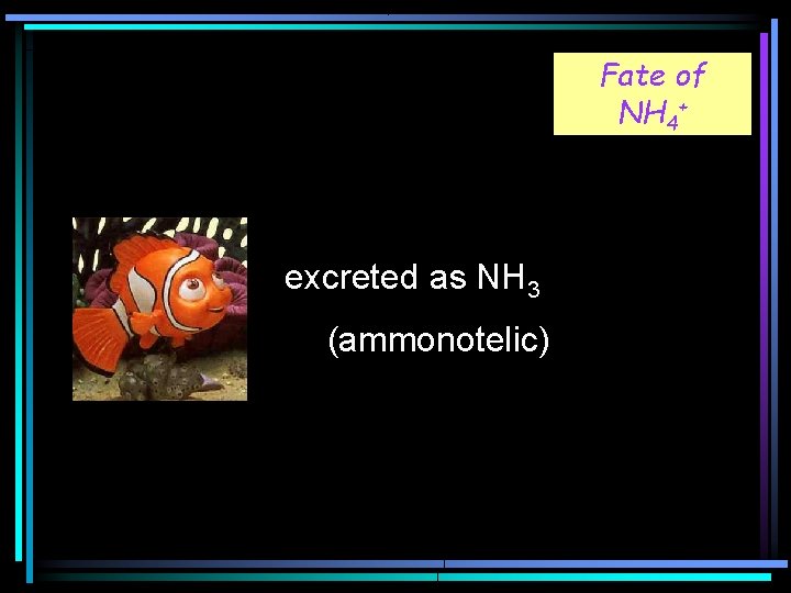 Fate of + NH Fig 18 -1 4 excreted as NH 3 (ammonotelic) 