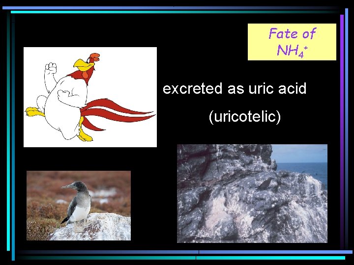 Fate of NH 4+ excreted as uric acid (uricotelic) 