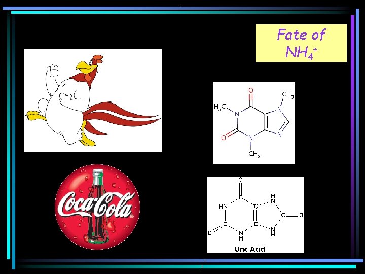 Fate of NH 4+ 