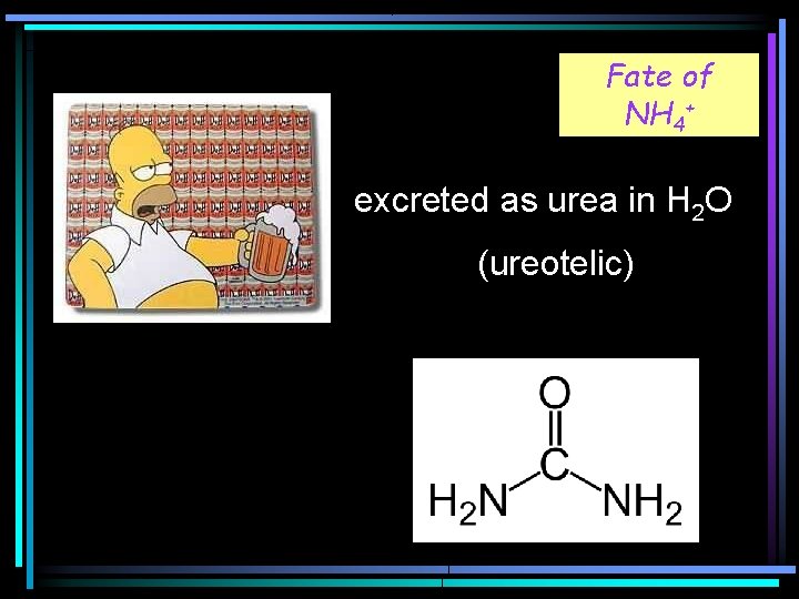 Fate of NH 4+ excreted as urea in H 2 O (ureotelic) 