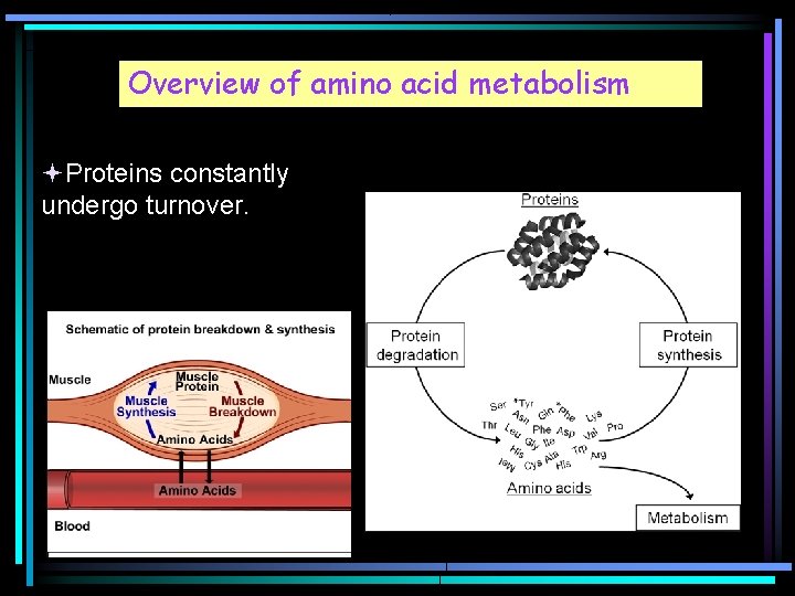 Overview of amino acid metabolism Proteins constantly undergo turnover. 