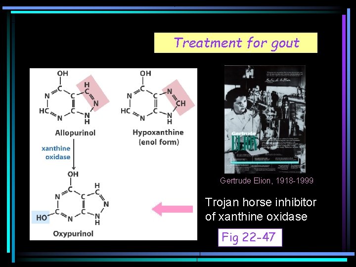 Treatment for gout Gertrude Elion, 1918 -1999 Trojan horse inhibitor of xanthine oxidase Fig