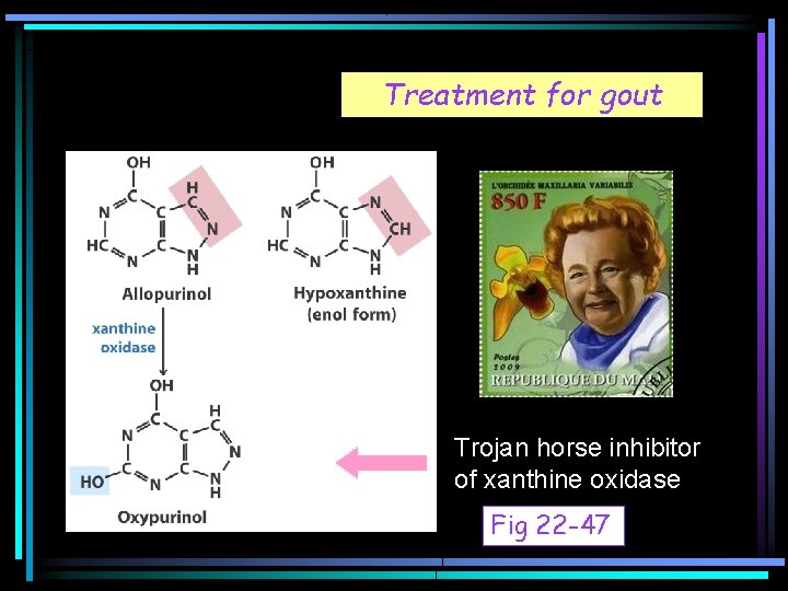 Treatment for gout Trojan horse inhibitor of xanthine oxidase Fig 22 -47 