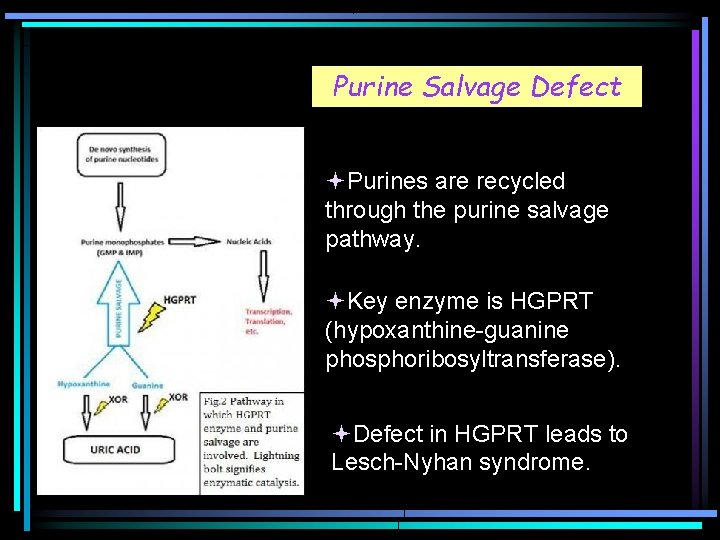 Purine Salvage Defect Purines are recycled through the purine salvage pathway. Key enzyme is