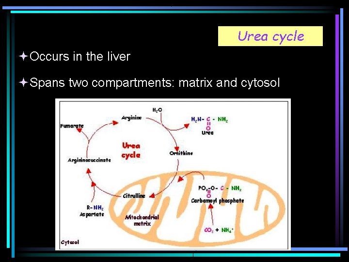 Urea cycle Occurs in the liver Spans two compartments: matrix and cytosol 