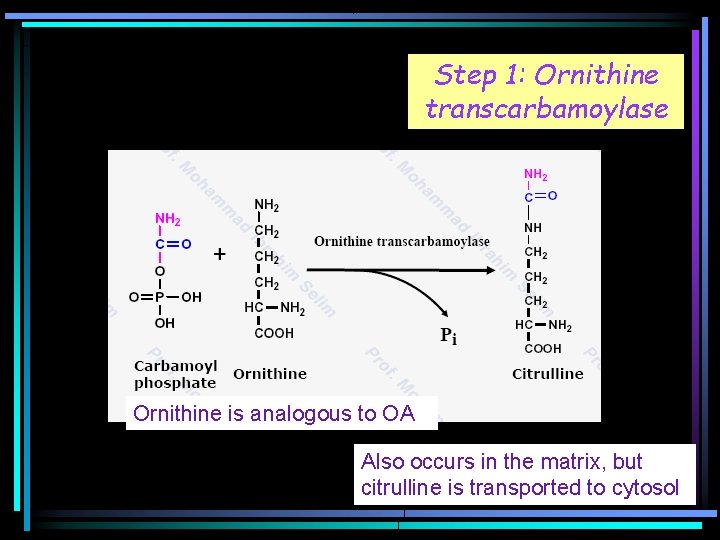 Step 1: Ornithine transcarbamoylase Ornithine is analogous to OA Also occurs in the matrix,