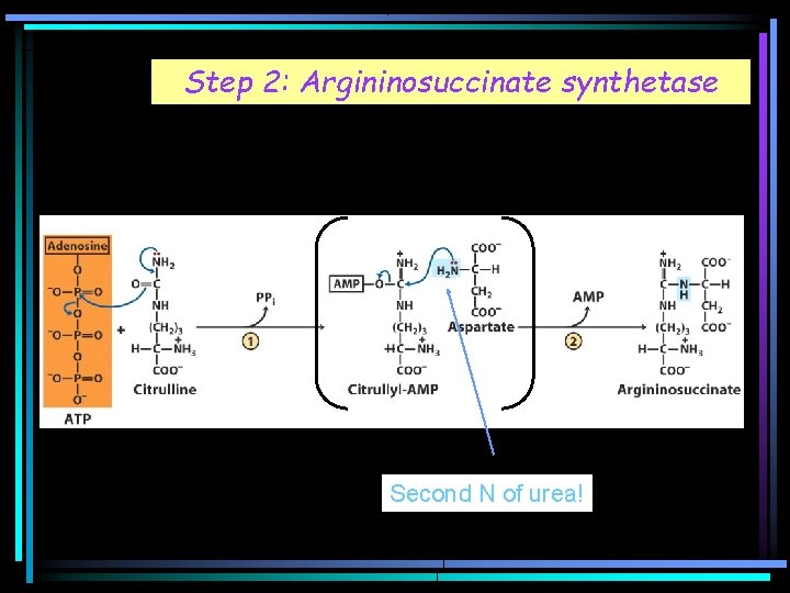 Step 2: Argininosuccinate synthetase Second N of urea! 