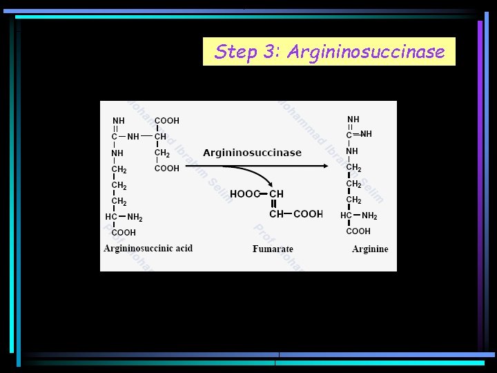 Step 3: Argininosuccinase 