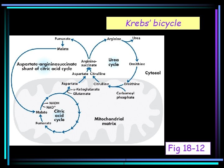 Krebs’ bicycle Fig 18 -12 