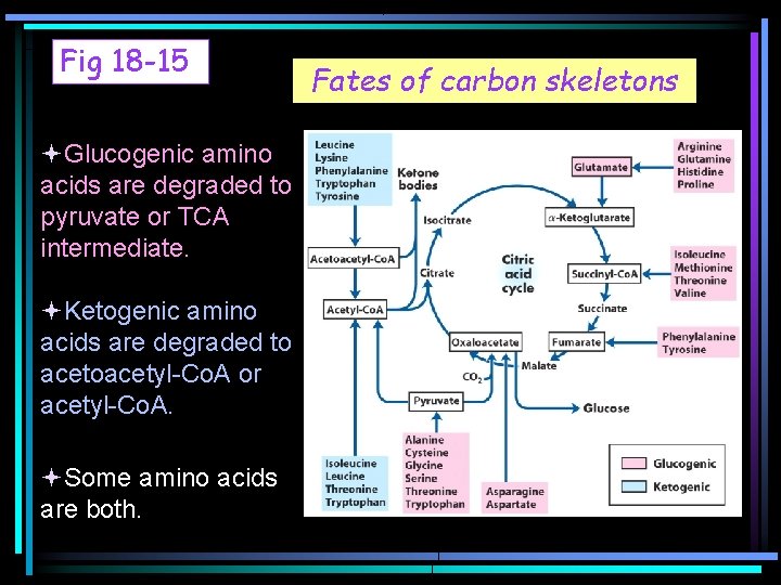 Fig 18 -15 Glucogenic amino acids are degraded to pyruvate or TCA intermediate. Ketogenic