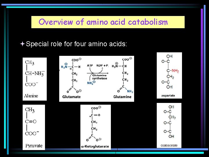 Overview of amino acid catabolism Special role for four amino acids: 
