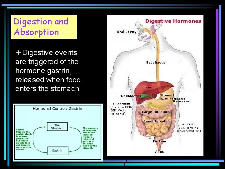 Digestion and Absorption Digestive events are triggered of the hormone gastrin, released when food