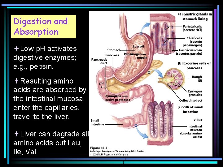 Digestion and Absorption Low p. H activates digestive enzymes; e. g. , pepsin. Resulting