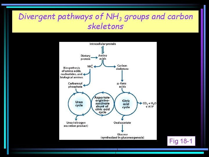 Divergent pathways of NH 3 groups and carbon skeletons Fig 18 -1 