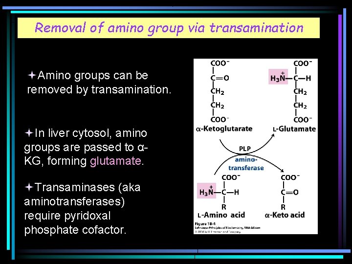 Removal of amino group via transamination Amino groups can be removed by transamination. In