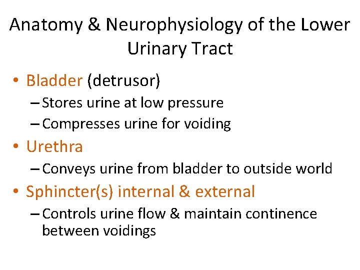 Anatomy & Neurophysiology of the Lower Urinary Tract • Bladder (detrusor) – Stores urine Anatomy & Neurophysiology of the Lower Urinary Tract • Bladder (detrusor) – Stores urine