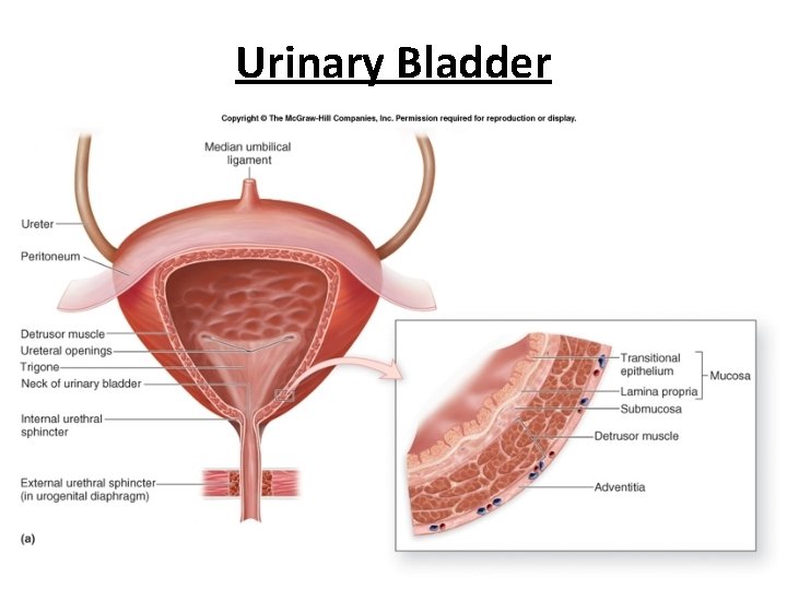 Urinary Bladder Urinary Bladder