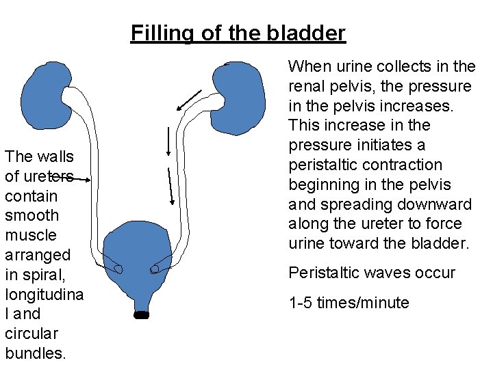 Filling of the bladder The walls of ureters contain smooth muscle arranged in spiral,