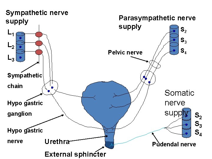 Sympathetic nerve supply L 1 Parasympathetic nerve supply S 2 S 3 L 2 Sympathetic nerve supply L 1 Parasympathetic nerve supply S 2 S 3 L 2