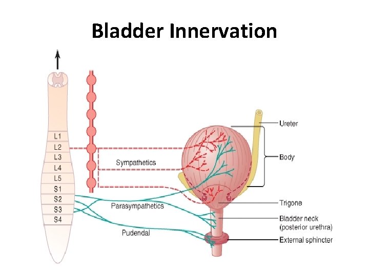 Bladder Innervation 