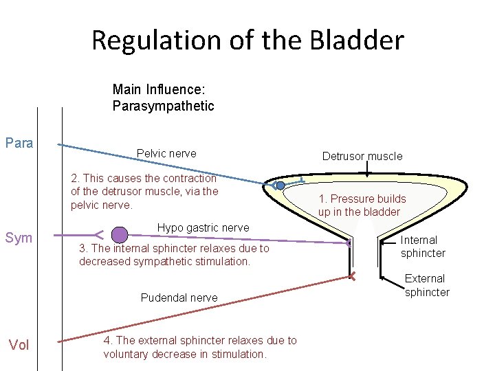 Regulation of the Bladder Main Influence: Parasympathetic Para Pelvic nerve 2. This causes the Regulation of the Bladder Main Influence: Parasympathetic Para Pelvic nerve 2. This causes the