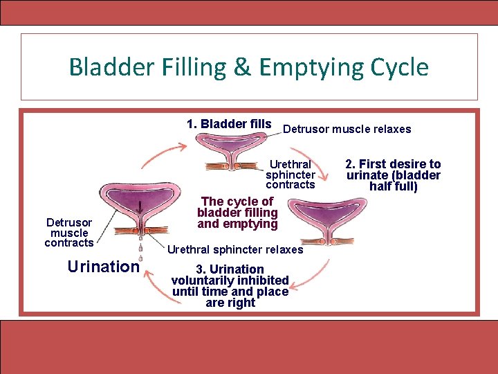 Bladder Filling & Emptying Cycle 1. Bladder fills Detrusor muscle relaxes Urethral sphincter contracts Bladder Filling & Emptying Cycle 1. Bladder fills Detrusor muscle relaxes Urethral sphincter contracts