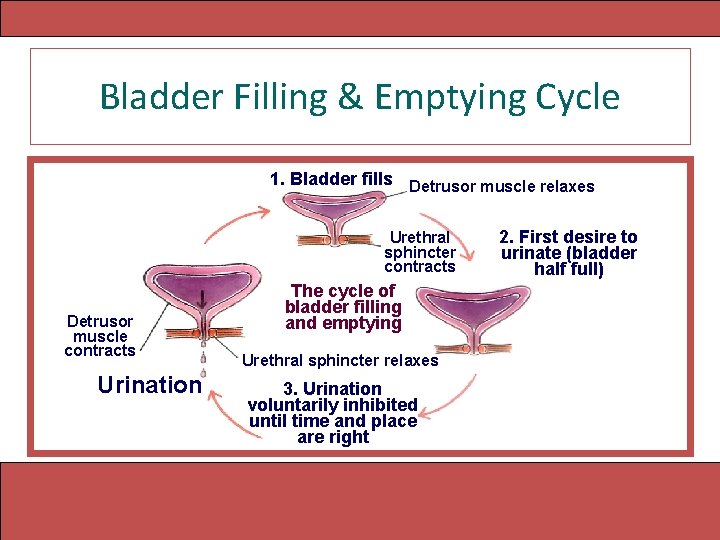 Bladder Filling & Emptying Cycle 1. Bladder fills Detrusor muscle relaxes Urethral sphincter contracts