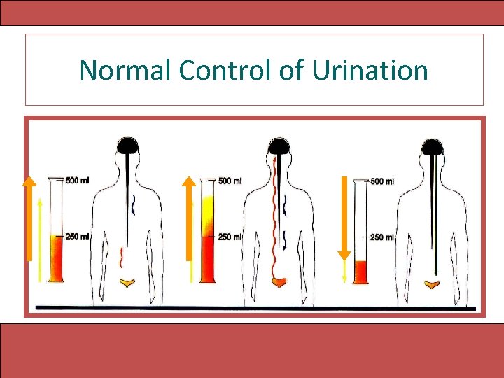 Normal Control of Urination 