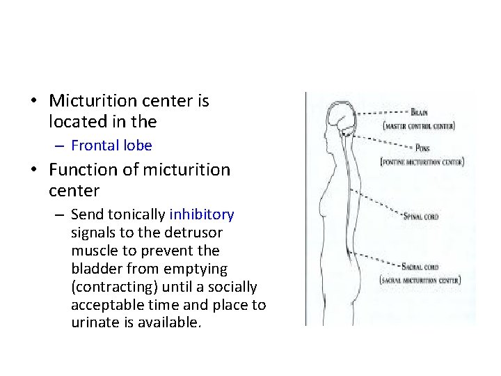  • Micturition center is located in the – Frontal lobe • Function of