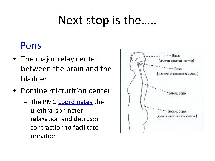 Next stop is the…. . Pons • The major relay center between the brain