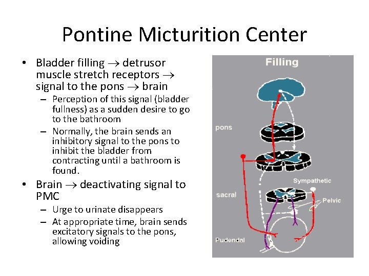 Pontine Micturition Center • Bladder filling detrusor muscle stretch receptors signal to the pons