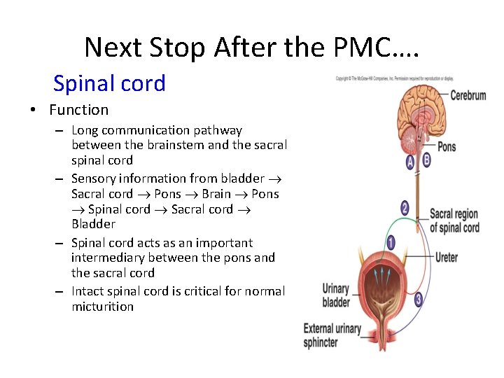 Next Stop After the PMC…. Spinal cord • Function – Long communication pathway between